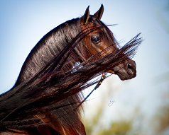Arabian Horse